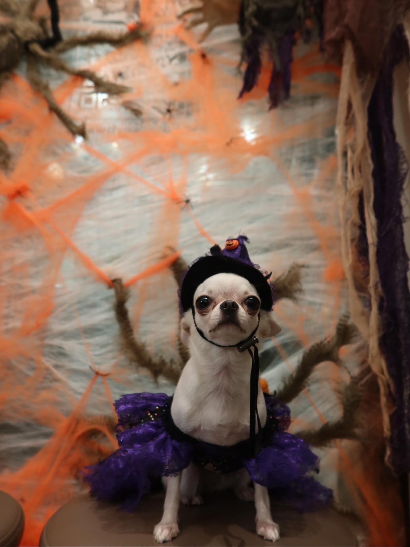 Halloween pet events and dog costumes at Pawdy Neighbors Al Manzil.