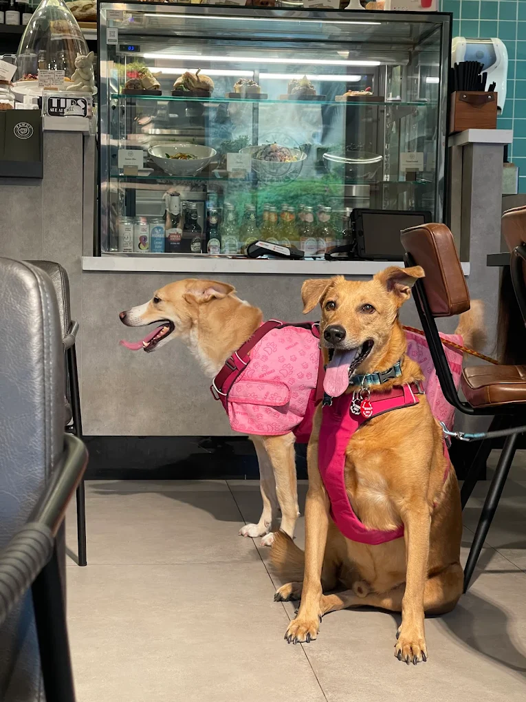 Two dogs wearing pink vests sitting near the cafe counter at Pawdy Neighbors.