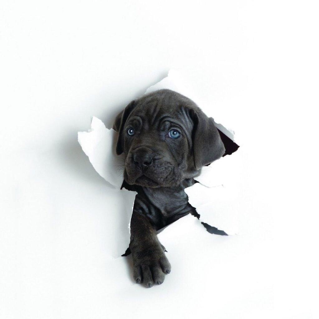 Dark grey puppy peeking through a torn paper hole.