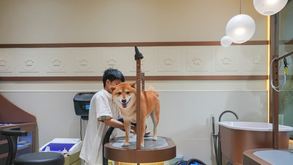 Smiling Shiba Inu being blow-dried by a groomer at a pet spa.