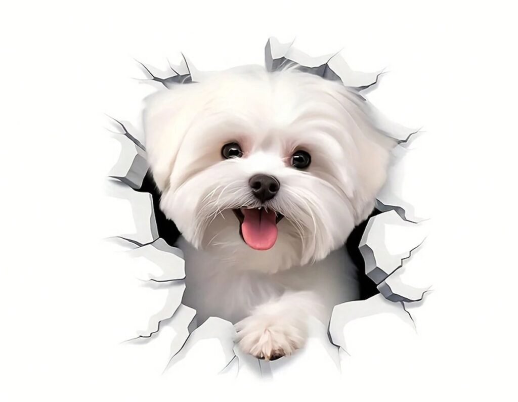 White Maltese dog peeking through a torn paper hole.