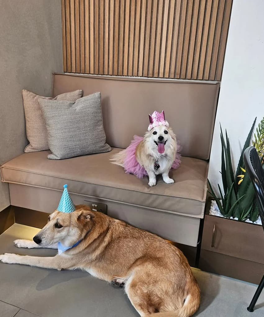 Two dogs wearing party hats relaxing on a cushioned bench inside a pet lounge.