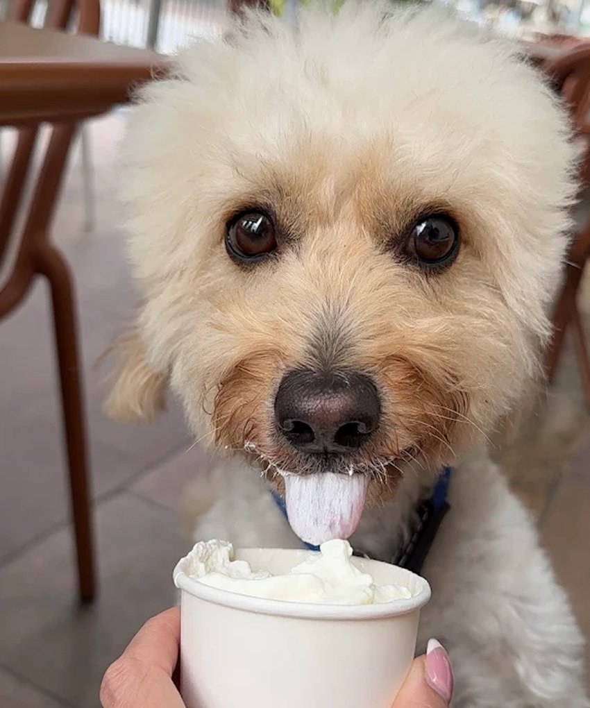 Dog-friendly treats and pup cups at Pawdy Nei