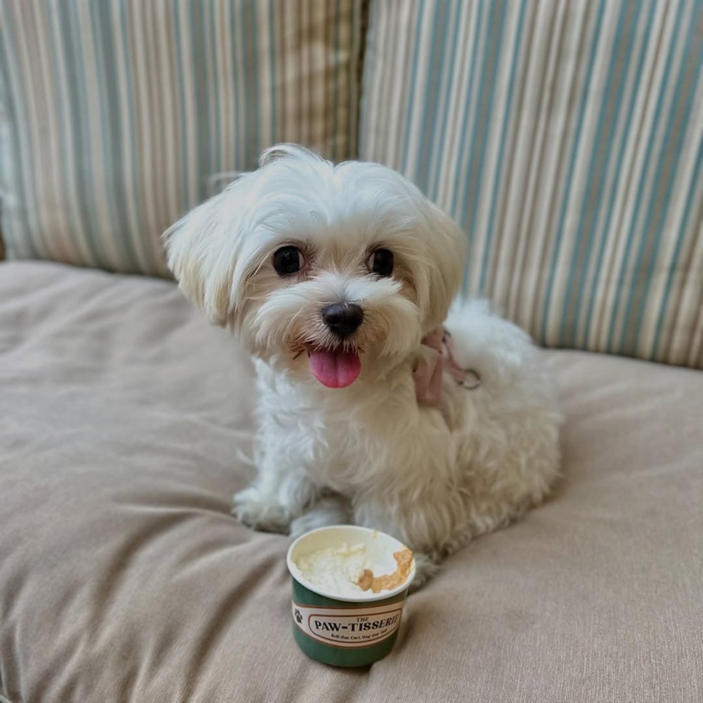 Dog-friendly desserts and treats at Pawdy Neighbors Al Manzil, Dubai.