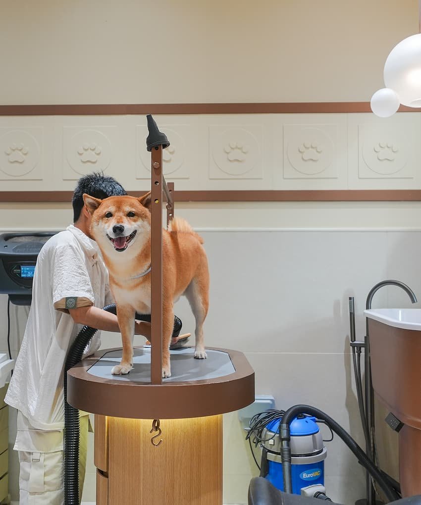 A smiling Shiba Inu dog standing on a grooming table inside a pet salon, being attended to by a groomer dressed in a white uniform.