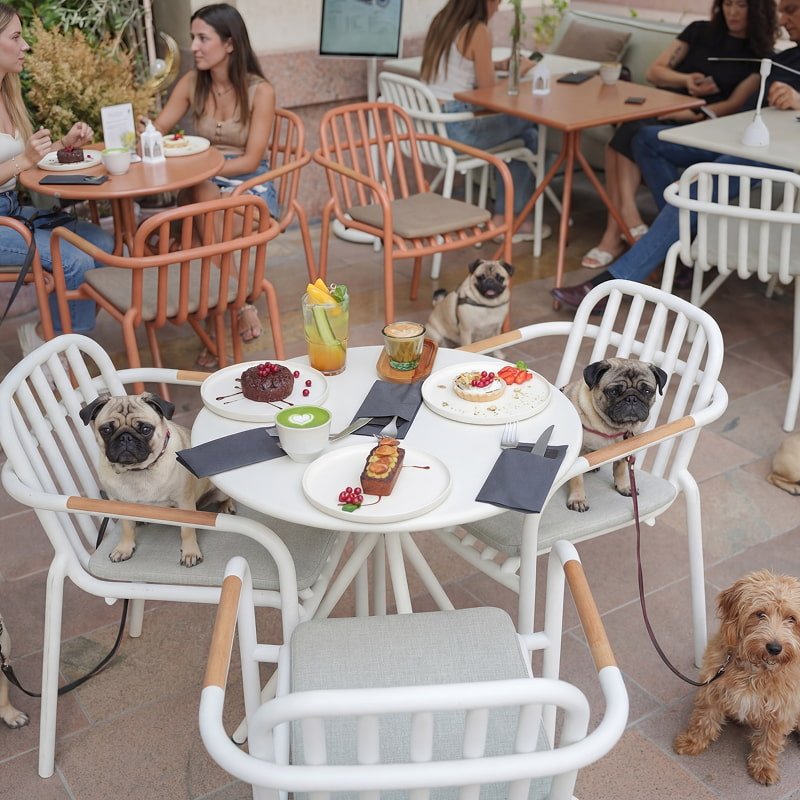 Pet-friendly café patio with dogs and owners dining at white tables.