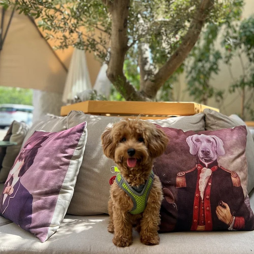 Cute dog sitting on sofa at Pawdy Neighbors Al Manzil Dubai pet-friendly cafe outdoor seating
