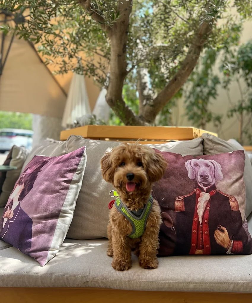 A fluffy brown dog sitting on a sofa beside a decorative portrait cushion outdoors.